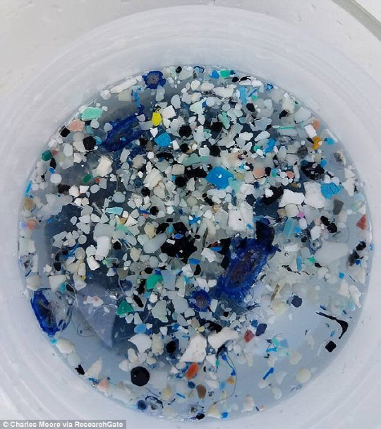 남태평양에서 회수한 플라스틱 쓰레기. 작은 조각으로 이뤄져 있어 제거가 힘들 것으로 여겨진다./사진제공=데일리메일
