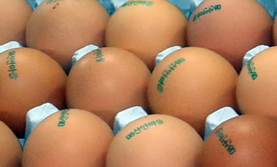 우리나라에서 살충제 성분이 처음 검출된 경기도 지역을 나타내는 ‘08’번이 새겨진 계란. /연합뉴스