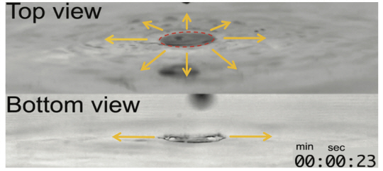 알콜 액적이 물 계면에 닿을 때 발생하는 마랑고니 유동(Marangoni flows). /사진제공=KAIST