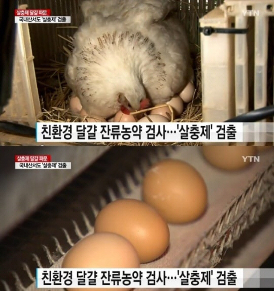 ‘살충제 계란 번호’ 08마리-09지현-08신선농장-11시온-13정화 ‘확인 필수’
