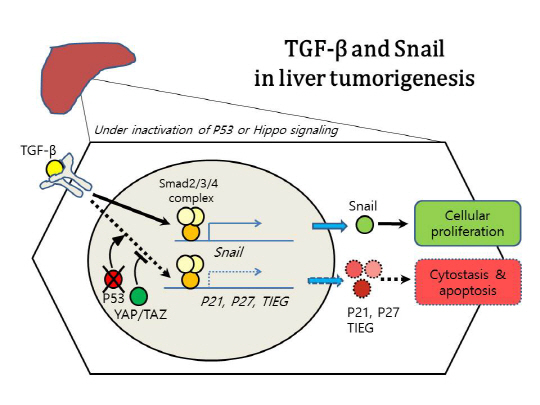 TGF-β 신호와 스네일 유전자가 간암 유도한다