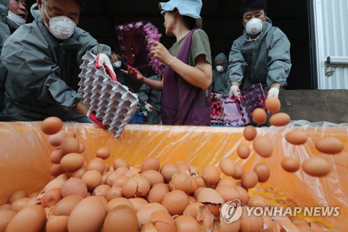 폐기되는 달걀/연합뉴스