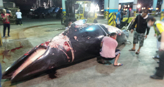 그물에 걸려 죽은 채 발견된 밍크고래. 울산 방어진 수협에서 6,800만원에 위판됐다. /사진제공=울산해양경찰서