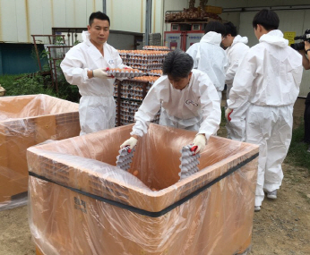경주시청 공무원들이 지난 18일 살충제 피프로닐 성분이 검출된 경주지역 산란계 농가에서 계란을 폐기하고 있다. /연합뉴스