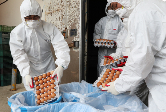 정부가 ‘살충제 계란’ 검사에서 ‘부적합 판정’을 받은 농가의 재검사에 속도를 낼 것으로 알려졌다./연합뉴스