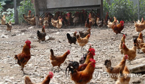 달걀에 이어 닭에서도 DDT 허용치 초과 검출