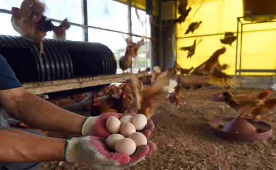 [사진] 방사한 닭이 낳아 '살충제' 걱정 없지요