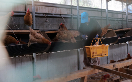 23일 경북 영천시의 한 산란계 농장에서 관계자가 계란을 수거하고 있다. 이 농장은 지난 21일 농림축산식품부 전수조사에서 DDT 검출 달걀이 나온 데 이어 이날 경북도 검사 결과 닭에서도 같은 성분이 검출됐다.  /연합뉴스