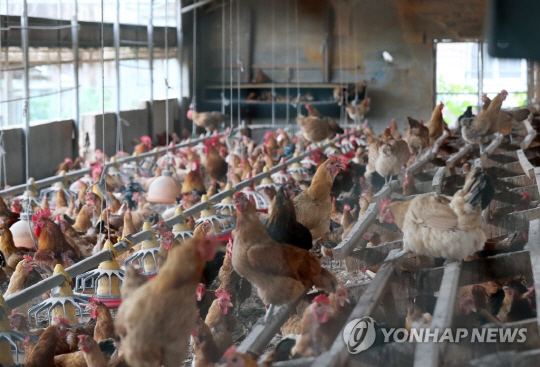 정부, 닭고기 DDT 검사 전국 산란계 농장으로 확대 시행