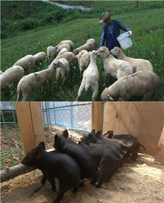 ‘한국기행’ 평창 흑돼지 농장 부부의 동물과 더불어 사는 기쁨