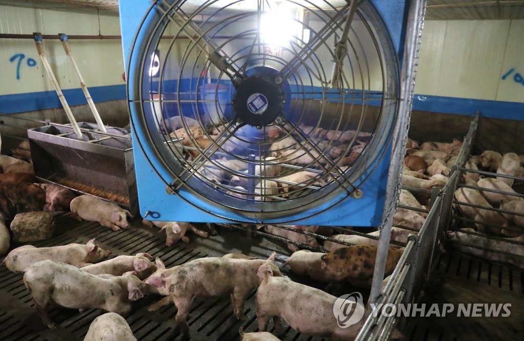 8월 첫 주 폭염으로 닭 돼지 117만 마리 폐사...피해 접수 31.5% 증가