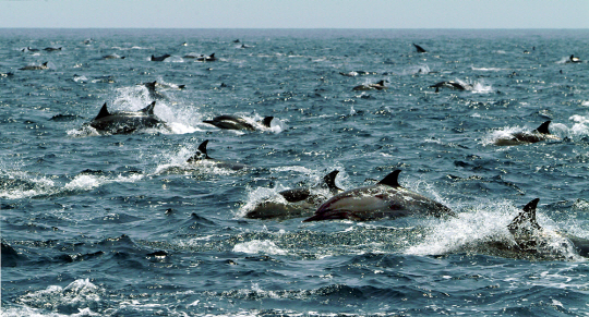 고래와 함께하는 바다 여행…울산 관광유람선 추가 운항
