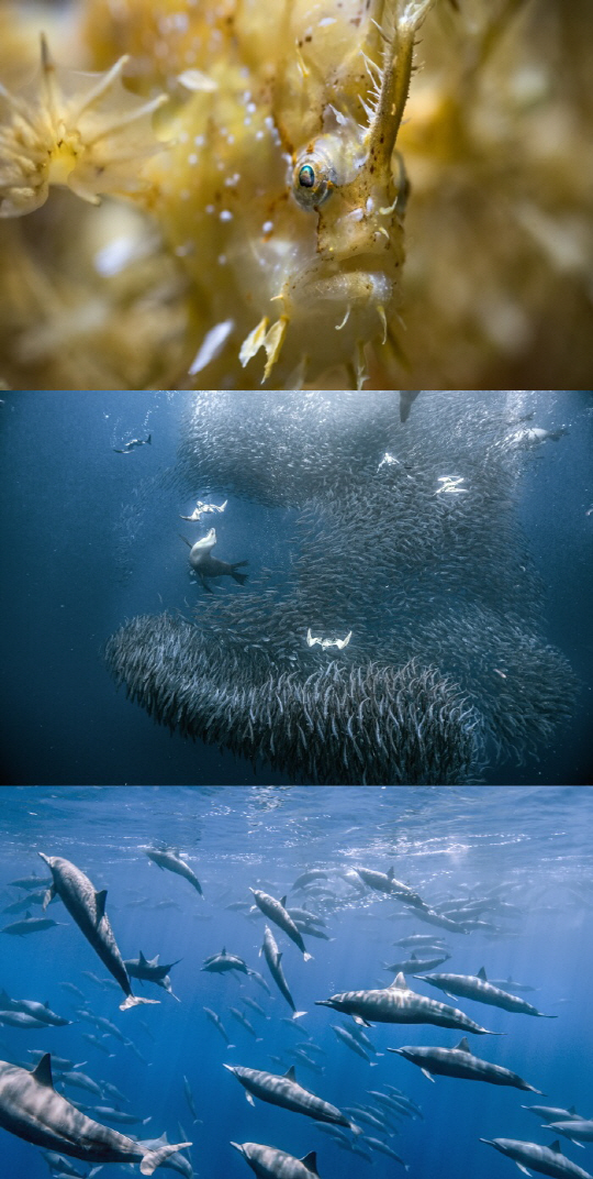 ‘글로벌다큐멘터리’ 바다 포식자들의 사냥법…흰수염 고래, 상어, 바다사자