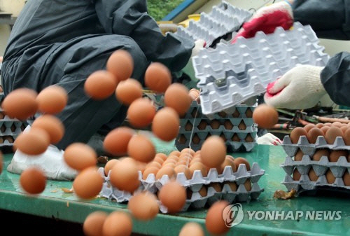 경남 양산 시내 한 산란계 농장에서 살충제 허용 기준치 24배 계란이 발견됐다/연합뉴스