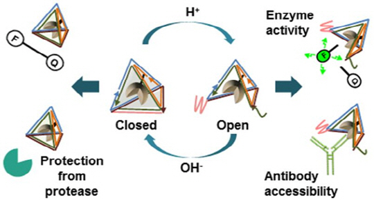 pH 에 감응하는 DNA 나노 케이지를 이용한 단백질의 활성 조절 모식도.