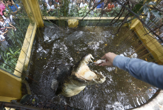 필리핀 마닐라의 말라본 동물원에서 지난 9월 1일(현지시간) 한 악어가 먹이를 먹기 위해 뛰어오르고 있다. /마닐라=EPA연합뉴스