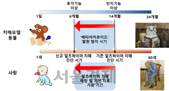 치매 모델동물과 사람의 일생을 비교해 알츠하이머 치매의 진행과 조기진단의 중요성을 제시한 모식도. /자료제공=DIGIST