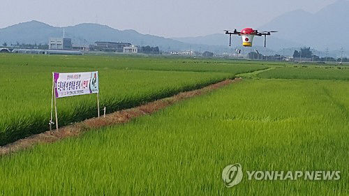 구미시농업기술센터가 한국항공대·한국농수산대의 협조를 얻어 지난 2015년 국내에서 처음으로 드론으로 병해충 방제를 하는 모습.