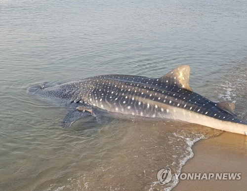 멸종위기 ‘고래상어’ 영덕 해안서 발견…바다로 돌려보내