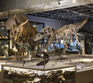 대전 국립중앙과학관 자연사관에 전시된 공룡 모습.