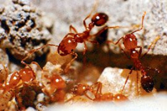 붉은 독개미, 국내서 처음으로 발견…확산 방지 위해 긴급방제 실시