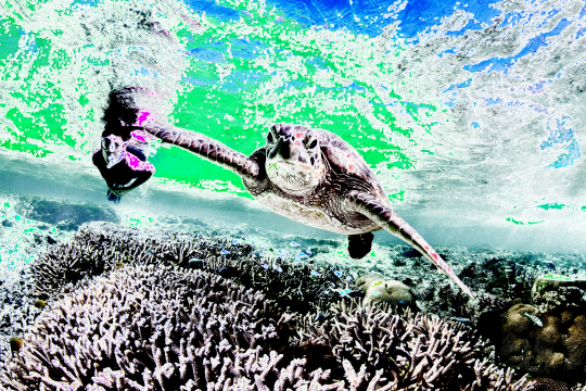 호주 퀸즐랜드주 번디버그 주 레이디 엘리엇 섬에서 관광객이 산호초 지역에서 스노쿨링을 즐기고 있다./사진제공=퀸즈랜드 관광청