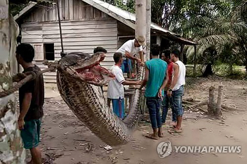 인도네시아서 7.8m 괴물 비단뱀, 사람 공격했다 포획돼
