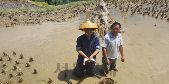 오리·물고기를 함께 키우는 구이저우의 친환경 논에서 한 주민이 손으로 잡은 물고기를 보여주고 있다./구이저우=홍병문 특파원