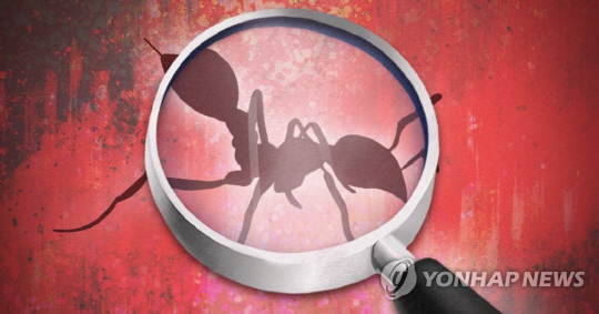 살인 개미 '붉은 불개미'…정부부처 간 공동 대응 매뉴얼 없었다