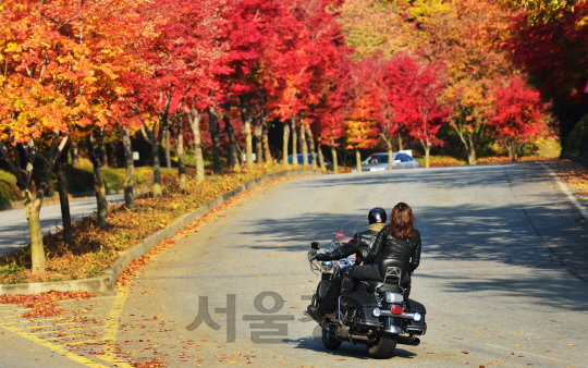 오색빛깔의 유혹...단풍구경 서두르세요