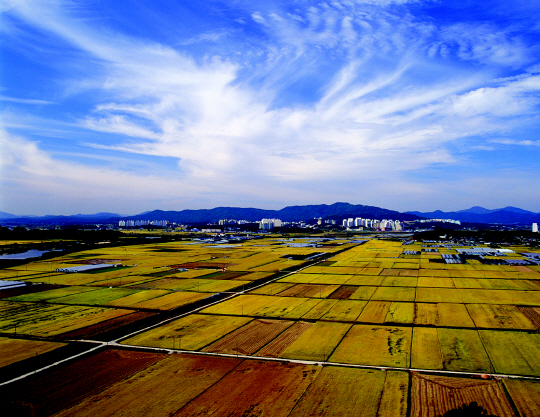 이천 쌀의 명성은 어제 오늘 일이 아니다. 조선시대 농업서적 행포지(杏浦志,1825)에 이미 ‘이천에서 생산된 쌀은 그 품질이 뛰어나다’는 기록이 나올 정도다. 추수를 앞둔 이천의 들판 풍경. /사진제공=이천시청