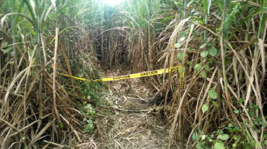 지난해 10월 필리핀 팜팡가주 바콜로 지역 한 사탕수수밭에서 한국인 3명이 머리에 총상을 입고 숨진 채 발견됐다. 지난해 필리핀에서 살해된 한국인만 9명이다./연합뉴스