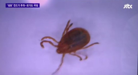 ‘살인 진드기’ 강아지로 전파 가능? ‘80대 할아버지 중태’ 몸살감기와 비슷한 증세