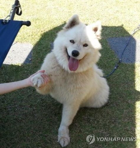 서울 도봉구 초안산에 서울 최초의 공공 반려견 놀이터가 문을 열었다. /연합뉴스