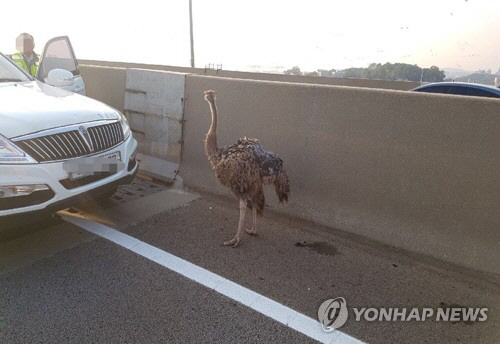 서해대교에 출몰한 타조 구조 소동…“운반 트럭에서 탈출한듯”