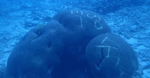 태국 남부 팡응아주 시밀란 군도 인근 바닷속에서 날카로운 물체로 표면을 긁어 한글 이름을 새긴 산호가 발견됐다. /트위터캡처