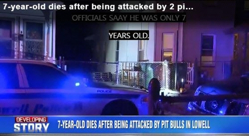 미국서도 맹견 사고…7세 소년, 핏불테리어 공격에 사망