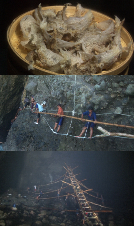 ‘극한직업’ 인도네시아 30m 절벽 위 험난한 제비집 채취 현장