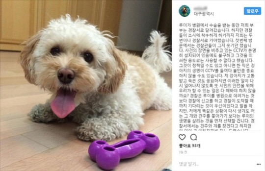 목줄 없는 풍산개가 주인과 산책하던 푸들 물어 죽여