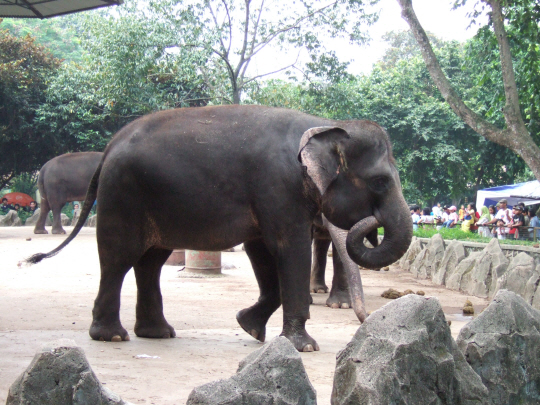 수마트라 코끼리 모습.