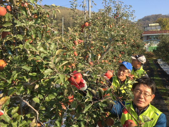 홍재은(앞에서 두번째) 농협금융지주 상무와 임직원들이 지난 28일 경기 포천시 군내면 소재 농가에서 수확기를 맞아 사과 수확 등 농촌일손돕기를 실시하고 있다./사진제공=농협금융