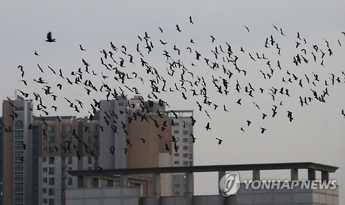 올 겨울에도 수원에 떼까마귀가 출몰할 가능성이 크다는 전망이 나왔다. /연합뉴스