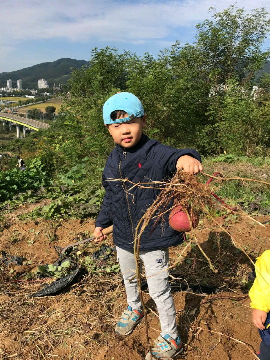 “심 봤다!”...제법 큰 고구마를 캔 동건이.