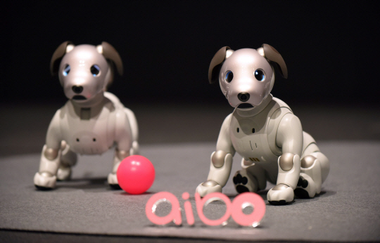 일본 전자업체 소니의 강아지 로봇 ‘아이보’ 신형이 1일 도쿄 소니 본사에서 공개됐다. ‘아이보’ 신형은 각각의 제품 정보가 클라우드컴퓨팅에 저장·분석돼 인간과의 교감능력을 향상시켰다는 평가를 받았다.    /도쿄=AFP연합뉴스