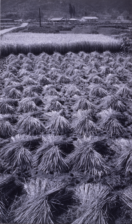 임응식 1977년작 ‘가을’, 46x27.2cm 흑백사진. /사진제공=국립현대미술관