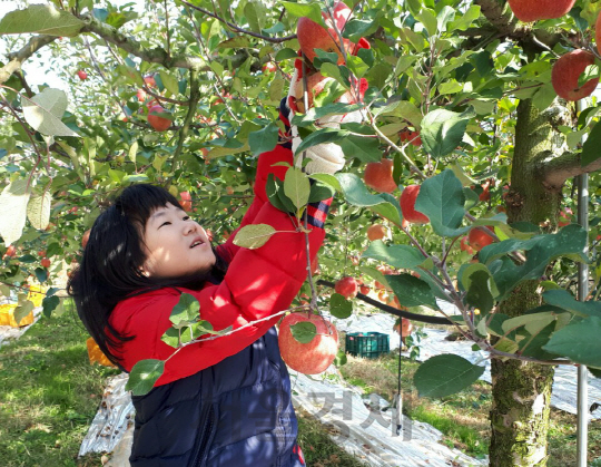 SK케미칼이 지난 5일 충북 괴산군 불정면 앵천리 클래식 농원에서 농번기 농가 일손을 돕는 ‘희망메이커 농촌봉사 활동’을 진행했다. 희망메이커 참가 아동이 사과를 수확하고 있다. /사진제공=SK케미칼