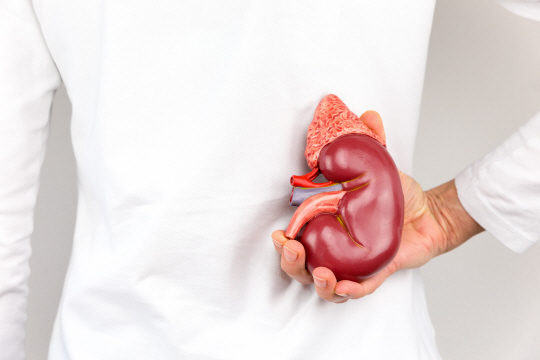 Female hand holding model of human kidney organ at back of body