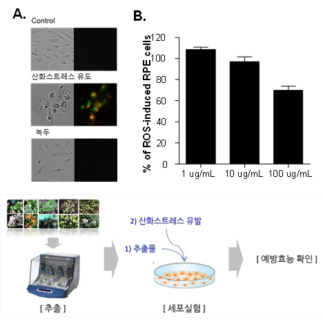 녹두에 의한 망막색소상피세포 사멸 및 ROS 형성 억제 : (A) 녹두 추출물 100ug/mL을 망막색소상피세포에 처리 후 산화 스트레스를 유도하였을 때, 세포사멸 마커인 Annexin V-FITC (녹색)와 PI (빨간색)가 모두 나타나지 않는 것으로 보아 세포사멸을 억제하는 것으로 나타났다. (B)녹두추출물을 농도별로 처리한 결과, 농도 의존적으로 활성산소 형성이 억제되는 것으로 나타났다.