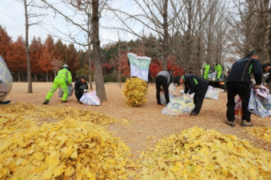 올해 송파구 직원들이 도심의 은행잎 낙엽을 모으고 있다.