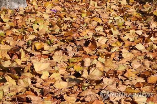 낙엽 쓸던 80대 노인, 쓰레기수거차에 깔려 숨져